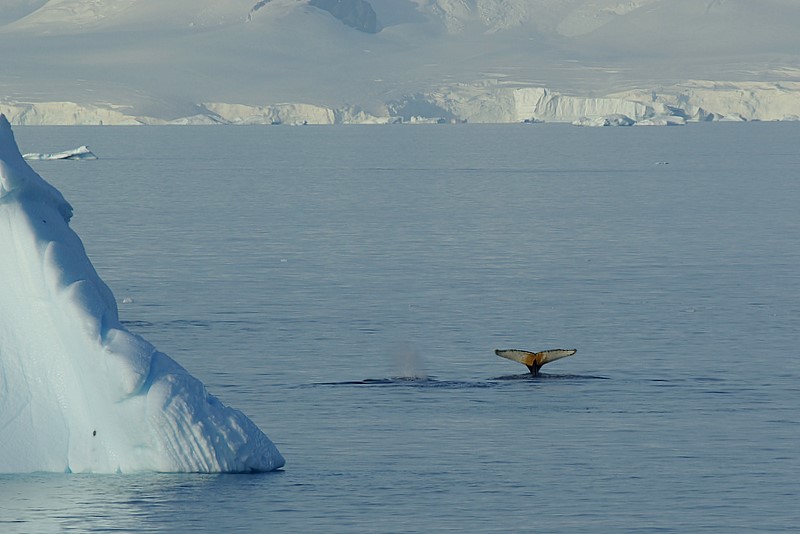Humpback whale near Danco Island