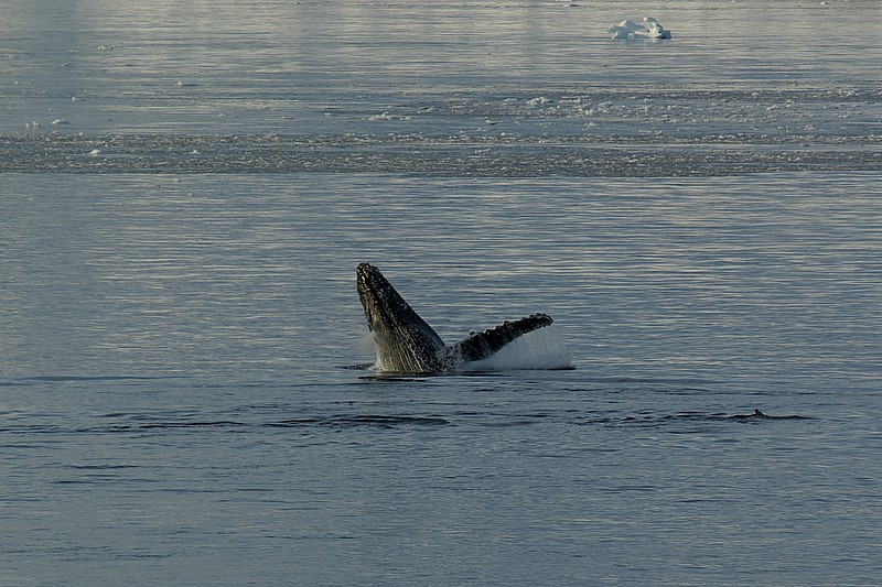 Humpback whale near Danco Island