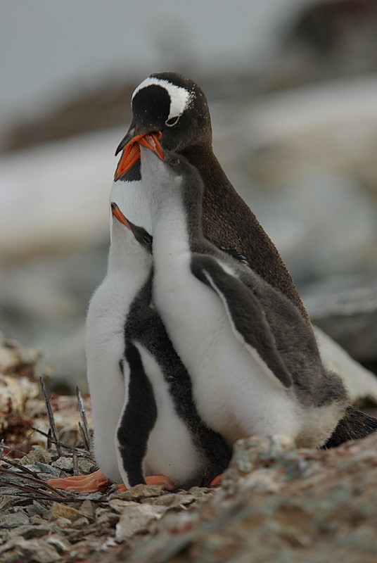 Gentoo penguin - Danco Island