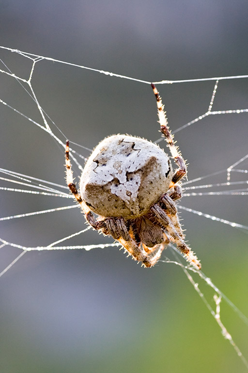 Araneus angulatus