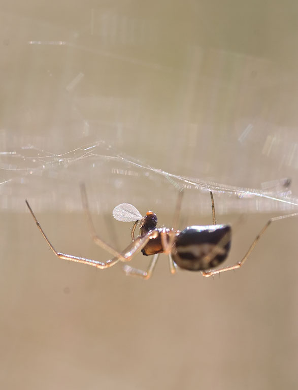 Linyphiidae sp.