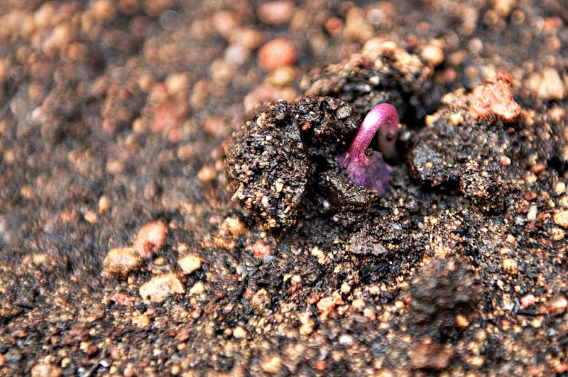 Long Bean Seedling