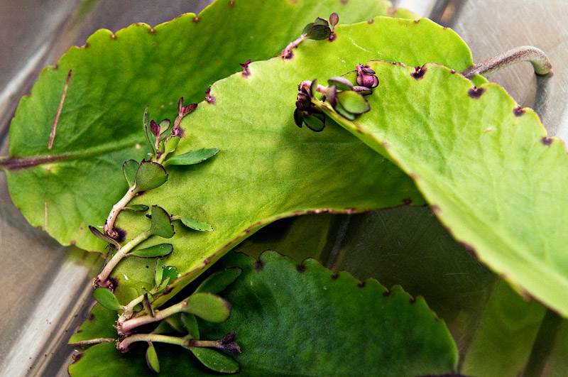 Kalanchoe pinnata (Air Plant)