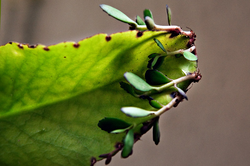 Kalanchoe pinnata