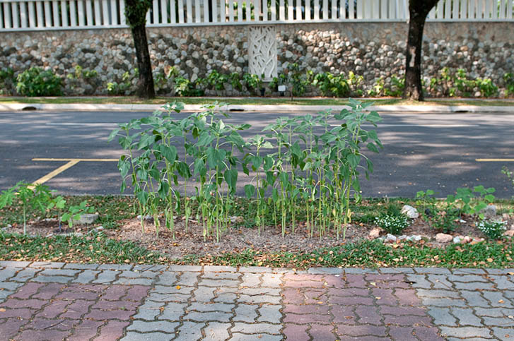 Front-yard....garden