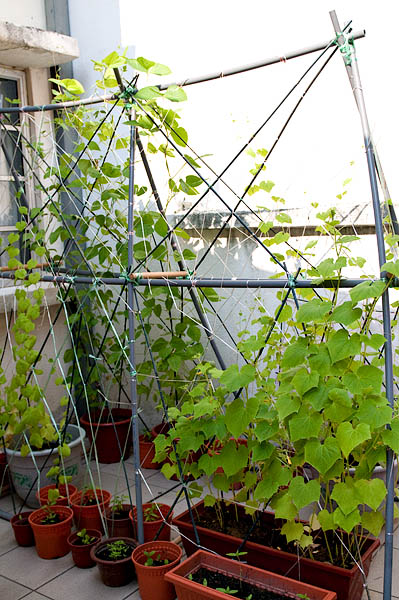 My growing vegetables