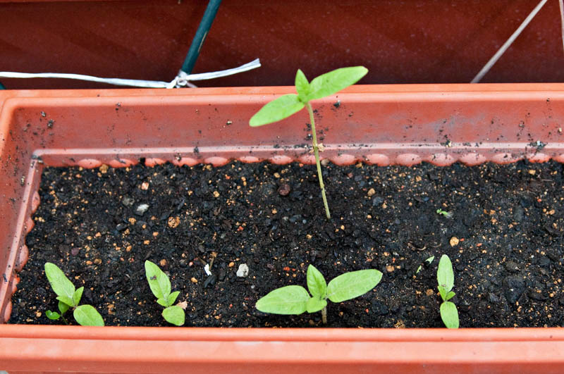 Dwarf Sunflower