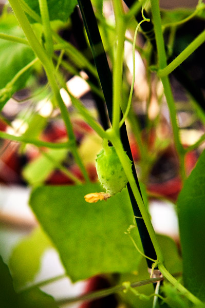 Growing cucumber