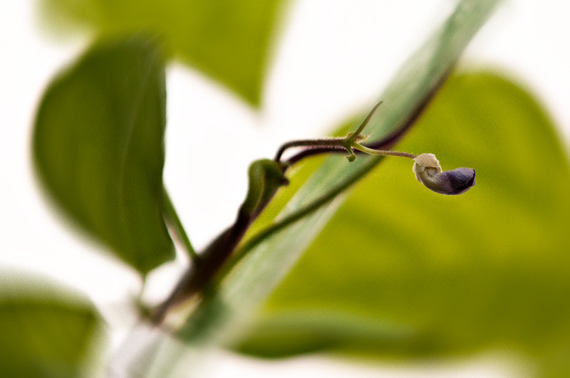 Long Beans flower