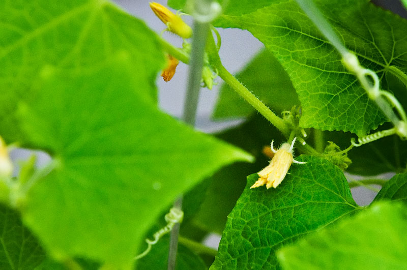 Cucumber flower