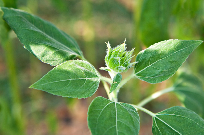 Sunflower Bud