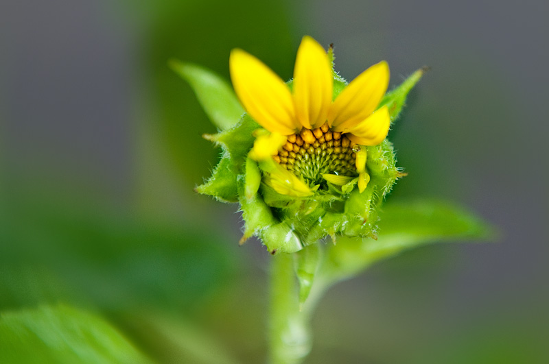 First Bloom