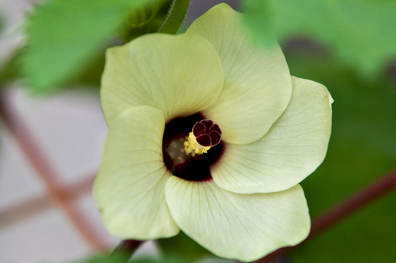 Okra's Bloom