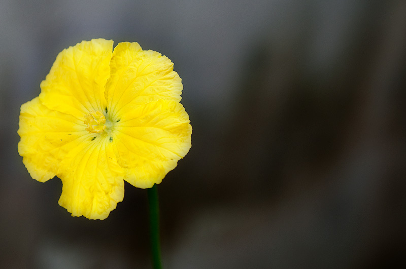 Luffa Flower