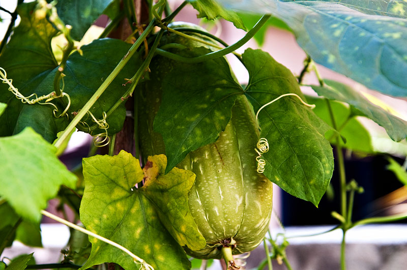 Luffa Melon