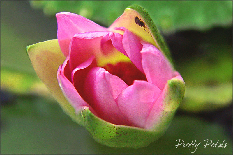 Pink In Heart
