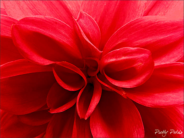 Red Heart
