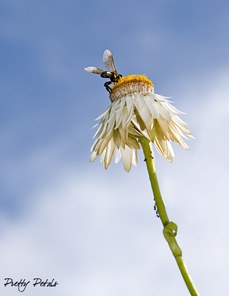 Bee Topping