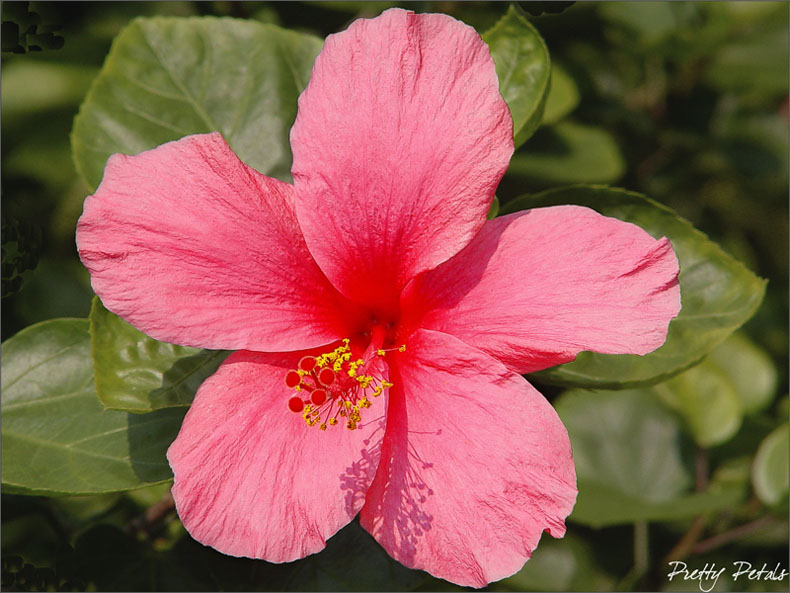 Hibiscus