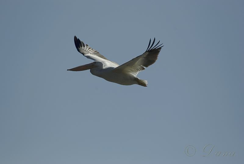 American White Pelican 2.0