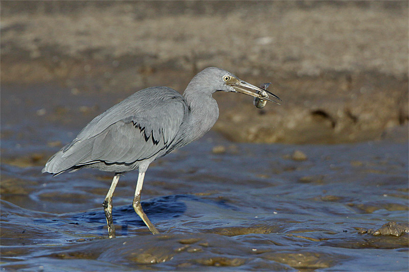 Aigrette bleue-1.jpg