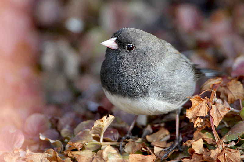 Junco ardoise-1.jpg