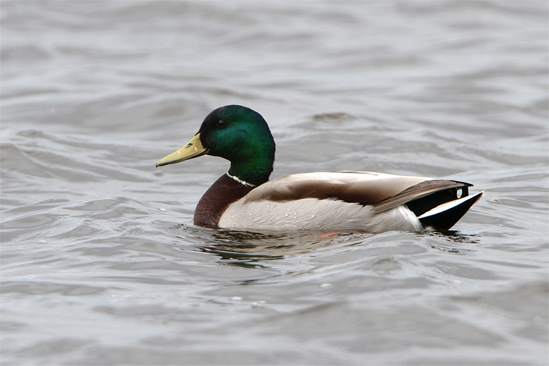 Canard colvert-3.jpg