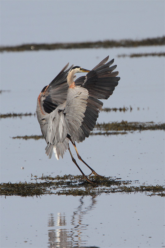Grand heron-4.jpg