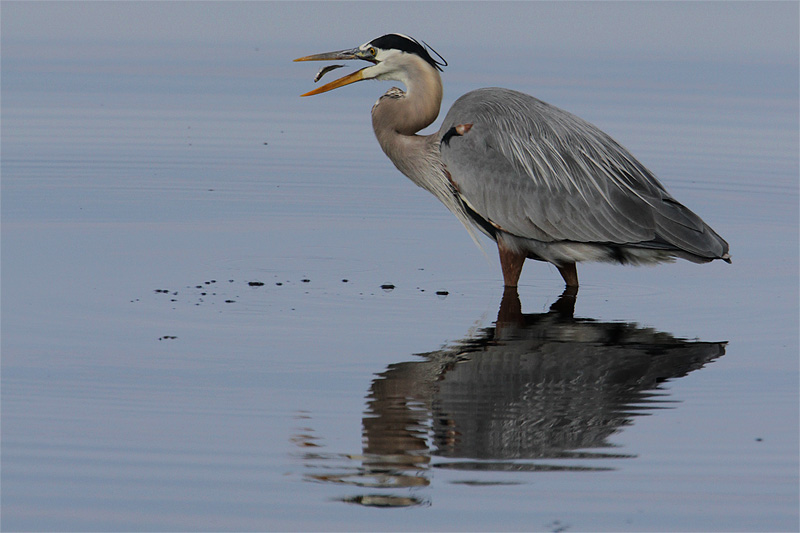 Grand heron-6.jpg