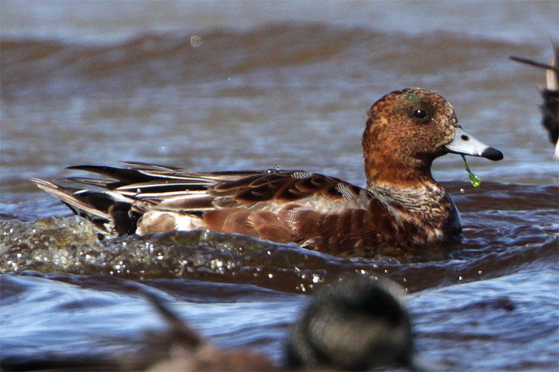 Canard siffleur-2.jpg