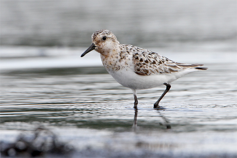 Becasseau sanderling-2.jpg