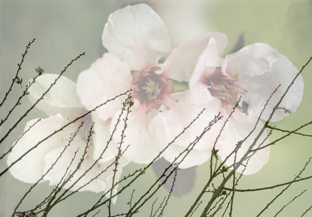 The Promise of Spring