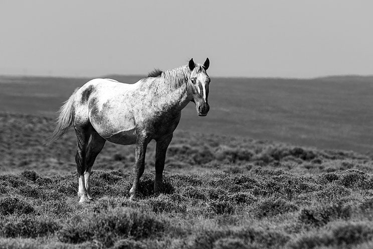 BLA_3011.B&W..jpg