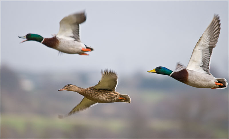 Mallards