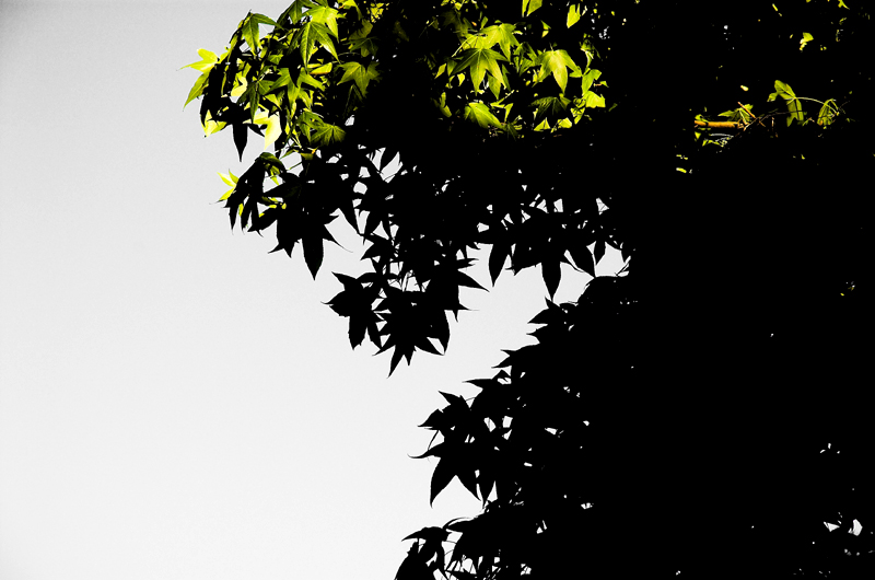 20070626 / shaded