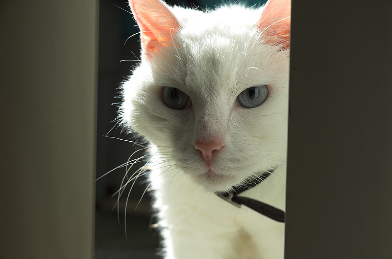20070711 / catch