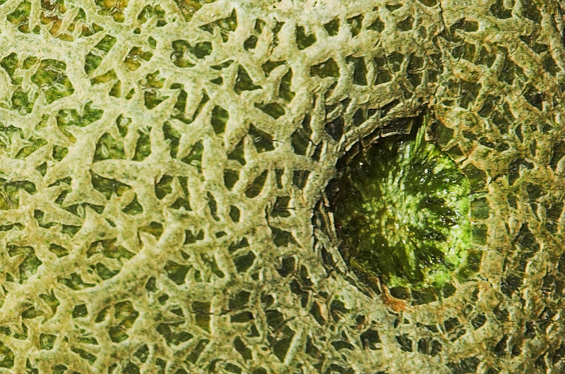 20070903 / cantaloupe