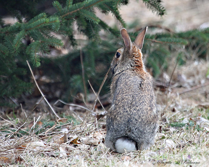 Bunny