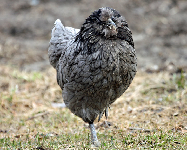  Crossbill one of our Chicken