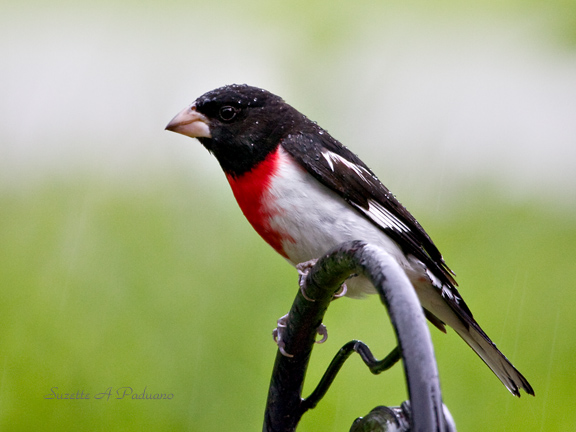 Hes all wet  Grossbeak