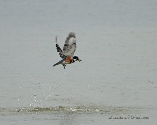 Kingfisher w fish