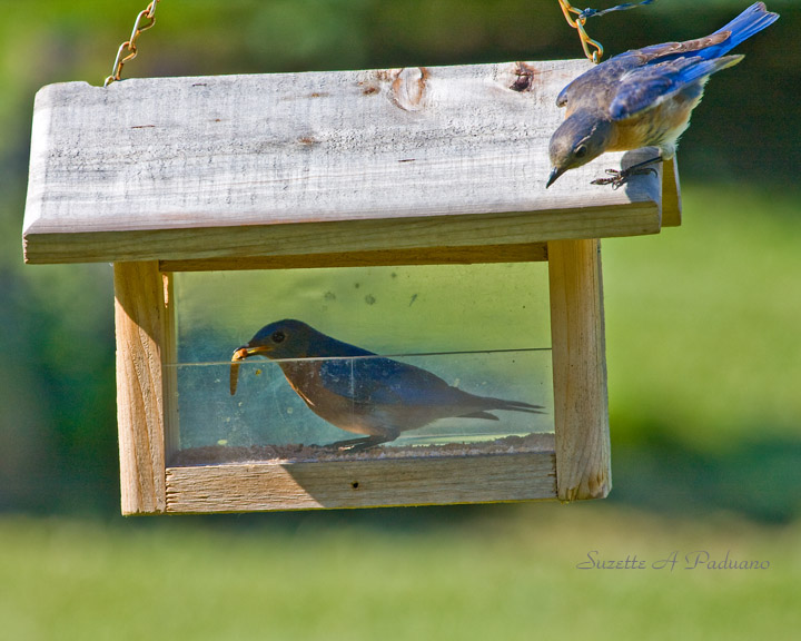  bluebird feeder