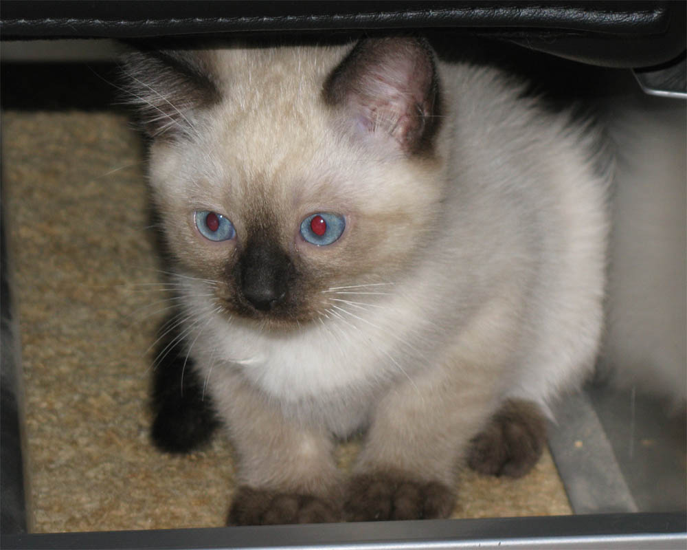 Kitten_1.jpg