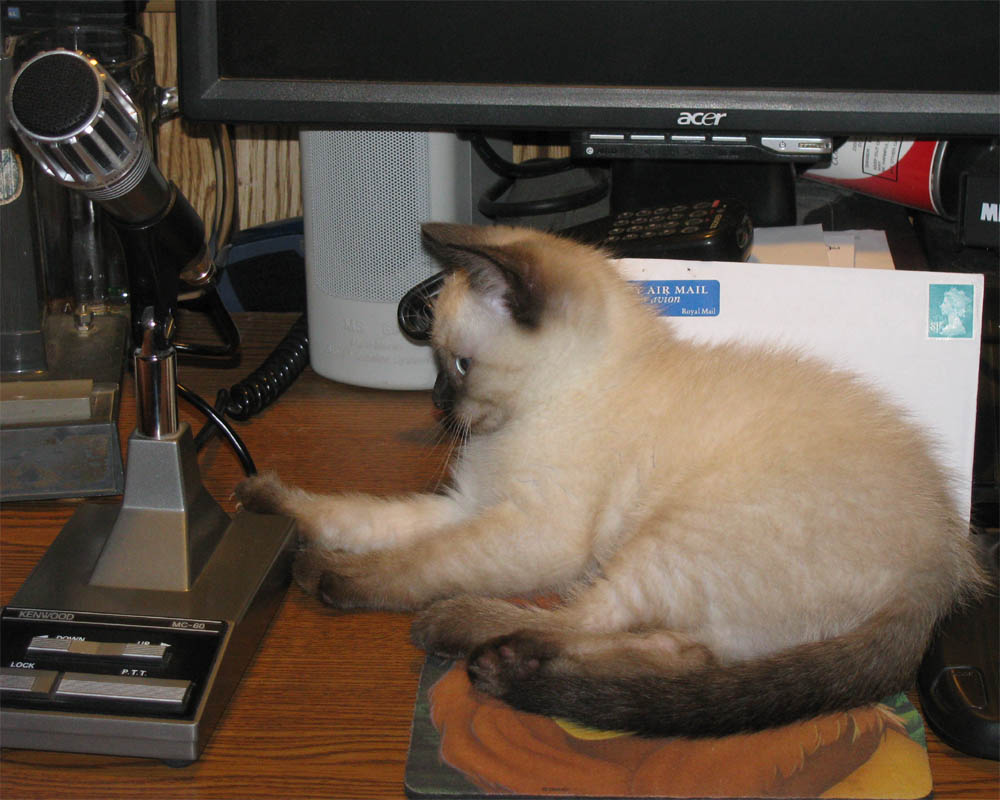 Kitten_3.jpg