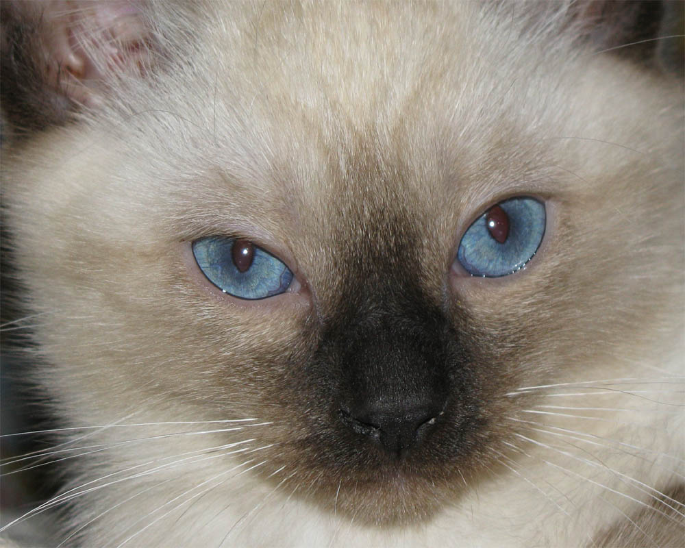 Kitten_4.jpg
