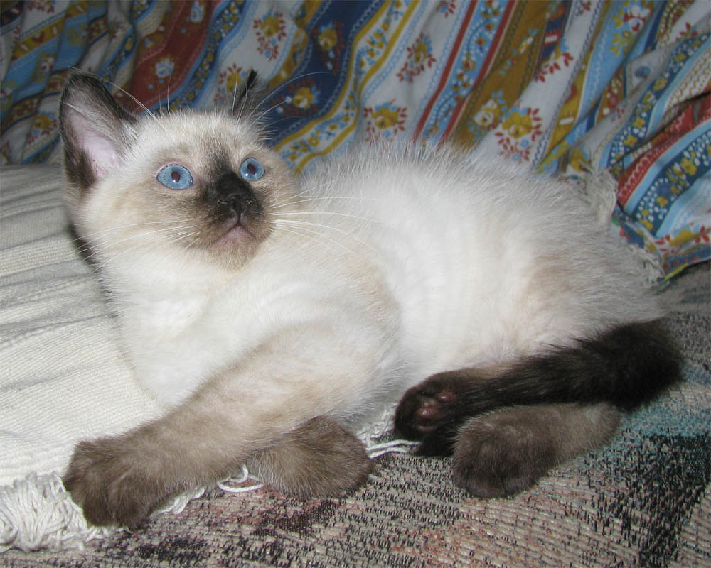 Kitten_10.jpg