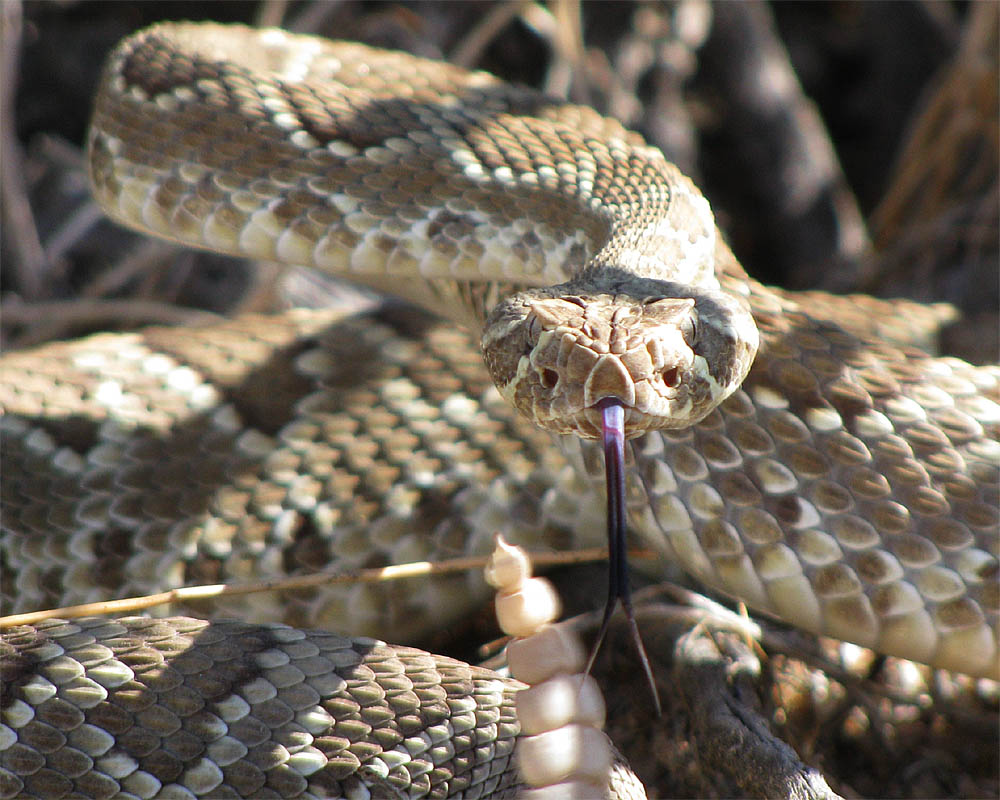 Snake_1.jpg