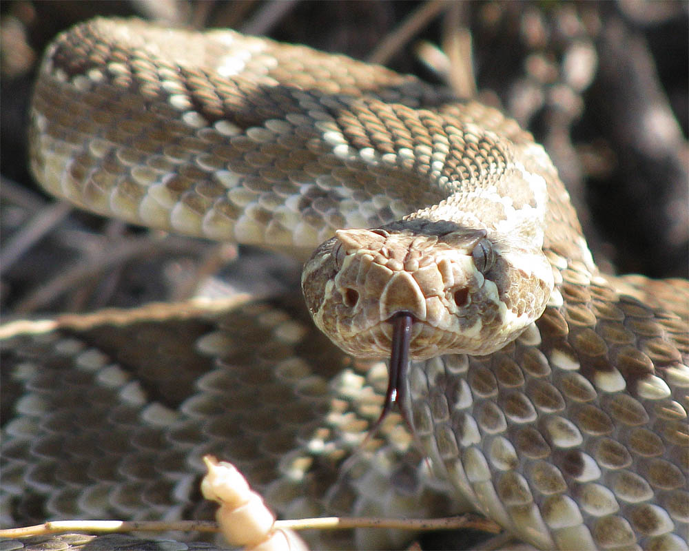 Snake_4.jpg
