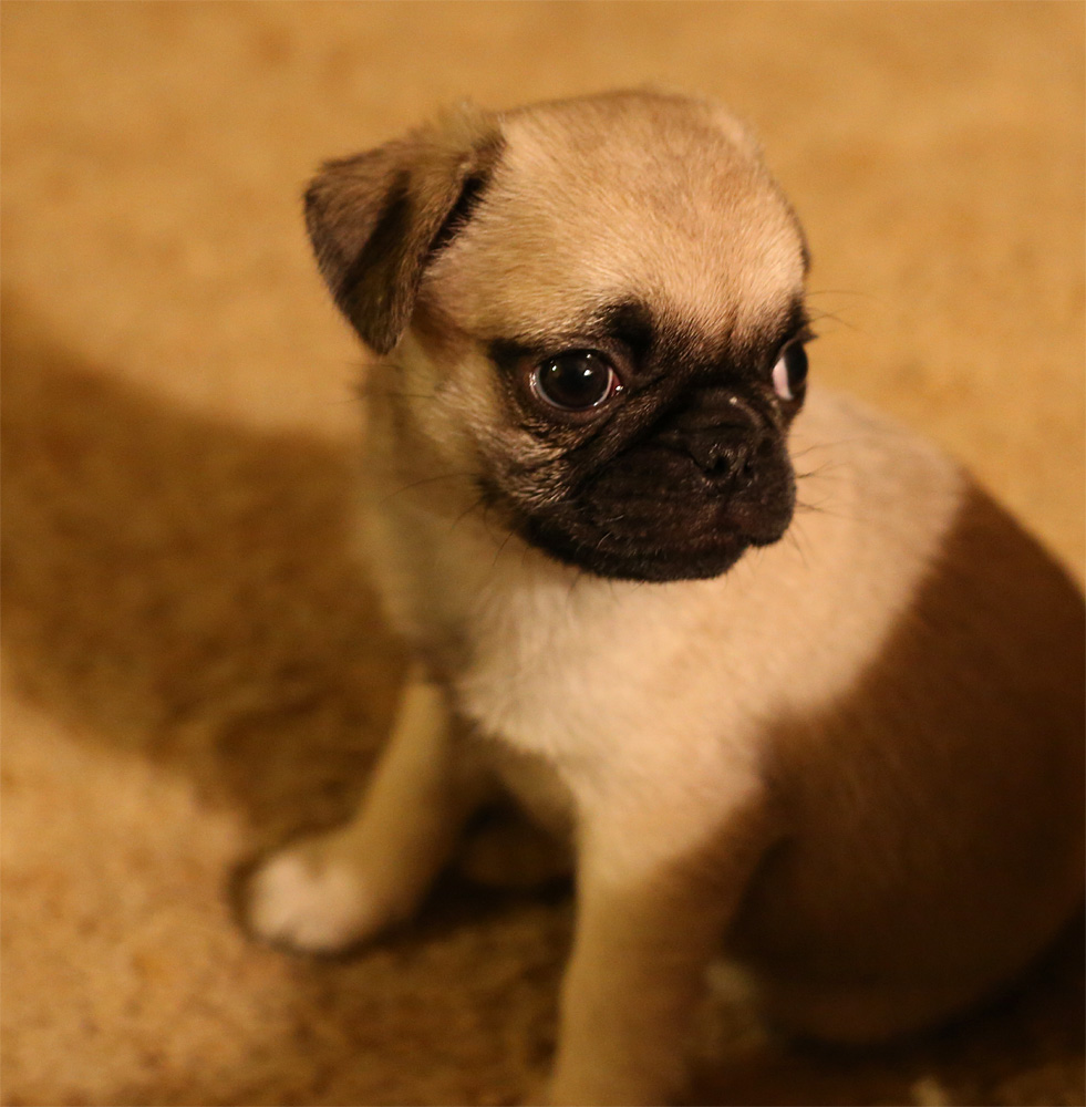Pebbles_12162012_1.jpg