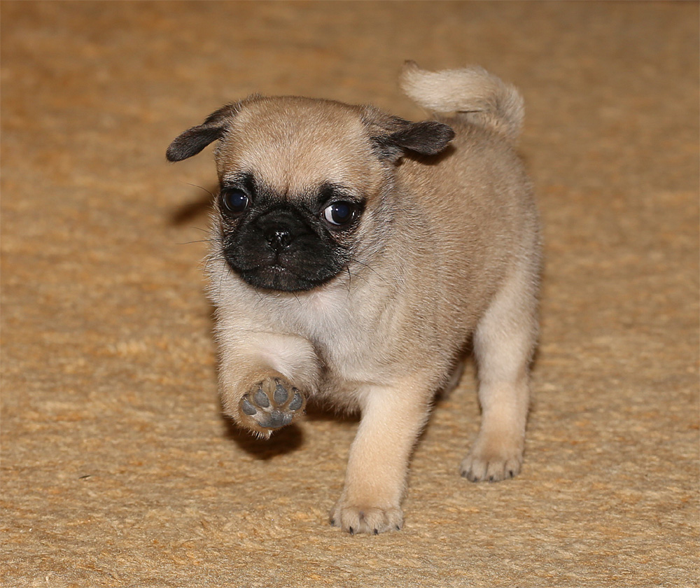 Pebbles_12162012_4.jpg
